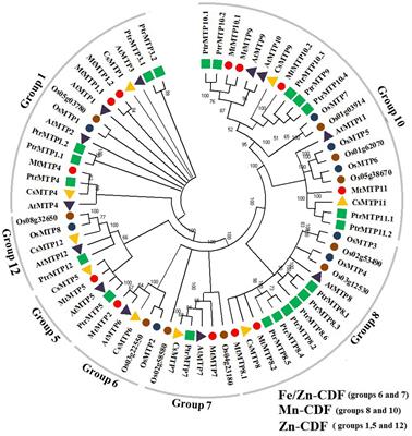 Genome-Wide Identification and Expression Analysis of Metal Tolerance Protein Gene Family in Medicago truncatula Under a Broad Range of Heavy Metal Stress